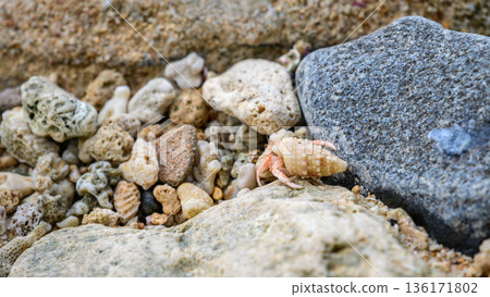 A small hermit crab crawls across coral rubble and rocky sand on a coastal beach, showcasing its natural seaside habitat in detail. A small hermit crab crawls across coral rubble and rocky sand on a coastal beach, showcasing its natural seaside habitat in detail. 136171802