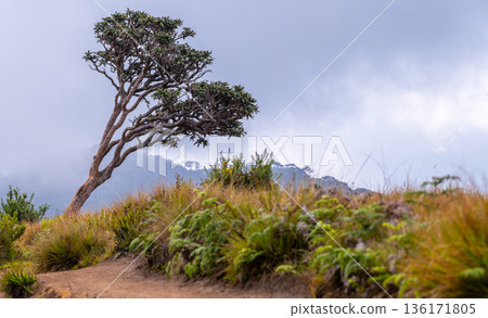 A solitary windswept tree stands along, misty mountain trail surrounded by highland grassland and shrubs, with soft clouds and distant hills. Natural landscape in Horton Plains Nat 136171805