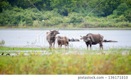 A family of Asian water buffalo stands along the grassy shoreline of Udawalawa Reservoir with calm lake waters and lush green forest in the background 136171810