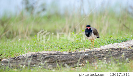 A red-wattled lapwing stands alert on a grassy meadow, soft natural vegetation in the background 136171811