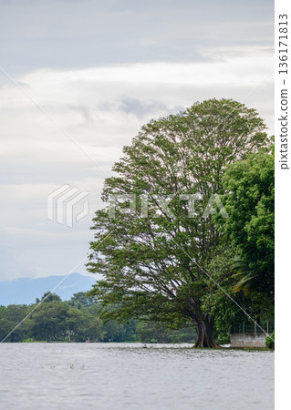 A large riverside tree stands partially submerged in calm waters against distant hills and soft clouds in the background. Serene natural landscape of Udawalawa Reservoir 136171813