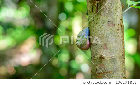 A colorful tree-dwelling Phoenix Acavus land snail clings to a tree trunk in a humid tropical forest habitat, against a soft green bokeh background 136171815