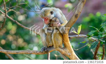 A toque macaque mother gently cradles her baby while sitting on a tree branch, an intimate moment of primate family behavior 136171816