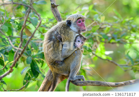 A toque macaque mother gently cradles her baby while sitting on a tree branch, an intimate moment of primate family behavior A toque macaque mother gently cradles her baby while sitting on a tree branch, an intimate moment of primate family behavior 136171817