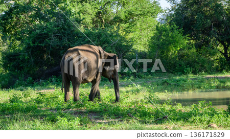 An old Asian elephant feeds calmly among lush green vegetation in the tropical dry zone habitat of Udawalawe National Park An old Asian elephant feeds calmly among lush green vegetation in the tropical dry zone habitat of Udawalawe National Park 136171829