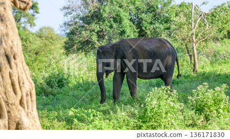Sri Lankan elephant feeds calmly among lush green woodland and scrub vegetation in the tropical dry zone habitat of Udawalawe National Park 136171830