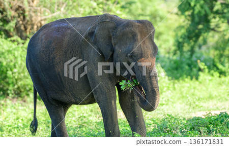Sri Lankan elephant feeds calmly among lush green woodland and scrub vegetation in the tropical dry zone habitat of Udawalawe National Park Sri Lankan elephant feeds calmly among lush green woodland and scrub vegetation in the tropical dry zone habitat of Udawalawe National Park 136171831