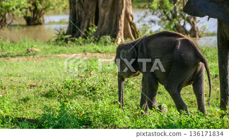 A young Asian elephant calf walks closely beside its mother while grazing on fresh grass near a water body. Lush tropical savanna habitat in Udawalawe National Park 136171834