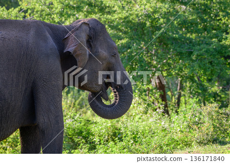 Sri Lankan elephant feeds calmly among lush green woodland and scrub vegetation in the tropical dry zone habitat of Udawalawe National Park 136171840