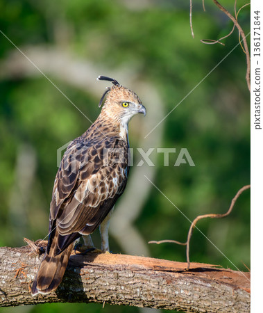 Portrait shot of a crested hawk-eagle perched on a tree branch against a soft green forest background in Udawalawa National Park, Sri Lanka 136171844