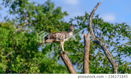 A crested hawk-eagle perches on a bare tree branch in the open woodland and dry-zone forest habitat of Udawalawe National Park, Sri Lanka A crested hawk-eagle perches on a bare tree branch in the open woodland and dry-zone forest habitat of Udawalawe National Park, Sri Lanka 136171845