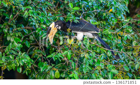 Hungry Malabar pied hornbill perches among dense green foliage and feeds on wild fruit in Udawalawe National Park, Sri Lanka 136171851