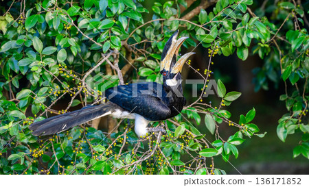 Hungry Malabar pied hornbill perches among dense green foliage and feeds on wild fruit in Udawalawe National Park, Sri Lanka Hungry Malabar pied hornbill perches among dense green foliage and feeds on wild fruit in Udawalawe National Park, Sri Lanka 136171852