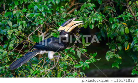 Hungry Malabar pied hornbill perches among dense green foliage and feeds on wild fruit in Udawalawe National Park, Sri Lanka Hungry Malabar pied hornbill perches among dense green foliage and feeds on wild fruit in Udawalawe National Park, Sri Lanka 136171853