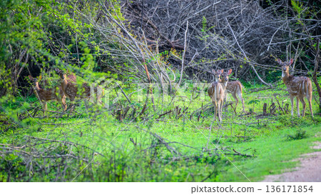 A small herd of spotted deer stands alert among fresh green undergrowth and tangled forest vegetation in Udawalawa National Park A small herd of spotted deer stands alert among fresh green undergrowth and tangled forest vegetation in Udawalawa National Park 136171854