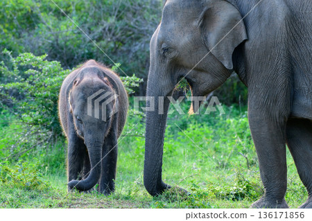 A Sri Lankan Asian elephant mother grazing beside her young calf through lush green grassland and scrub habitat in Udawalawa National Park, Sri Lanka 136171856
