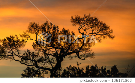 Crested Hawk-Eagle silhouette perched on a tree at sunrise over Yala National Park 136171863