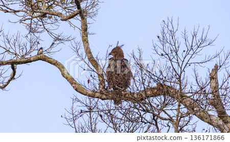 A crested serpent eagle perches on a bare tree branch in dry forest habitat at Yala National Park, with a small passerine bird nearby against a clear blue sky. A crested serpent eagle perches on a bare tree branch in dry forest habitat at Yala National Park, with a small passerine bird nearby against a clear blue sky. 136171866