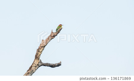 A chestnut-headed bee-eater (Merops leschenaulti) perched on a bare tree branch against a clear blue sky in Yala National Park, Sri Lanka A chestnut-headed bee-eater (Merops leschenaulti) perched on a bare tree branch against a clear blue sky in Yala National Park, Sri Lanka 136171869