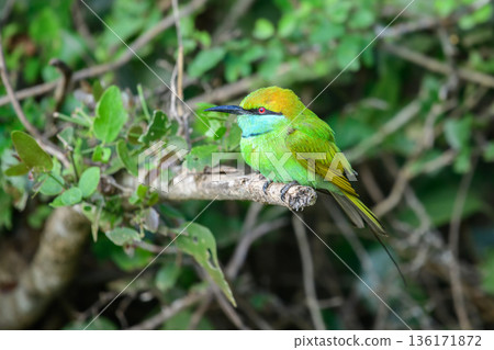 Asian green bee-eater (Merops orientalis) perches on a branch close up. Asian green bee-eater (Merops orientalis) perches on a branch close up. 136171872