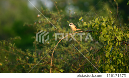 A brown shrike (Lanius cristatus) perches on a slender branch in sunlit dry scrub vegetation 136171875