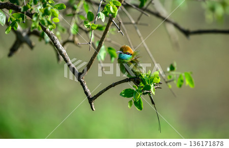 A colorful green bee-eater perches on a leafy branch in Yala National Park, Sri Lanka A colorful green bee-eater perches on a leafy branch in Yala National Park, Sri Lanka 136171878