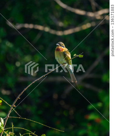 A colorful bee-eater perches on a leafless twig in Yala National Park, Sri Lanka A colorful bee-eater perches on a leafless twig in Yala National Park, Sri Lanka 136171883