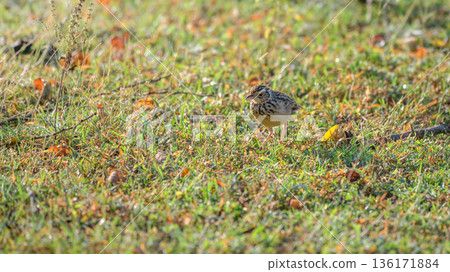A paddyfield pipit (Anthus rufulus) forages on sunlit grassland in Yala National Park, Sri Lanka A paddyfield pipit (Anthus rufulus) forages on sunlit grassland in Yala National Park, Sri Lanka 136171884