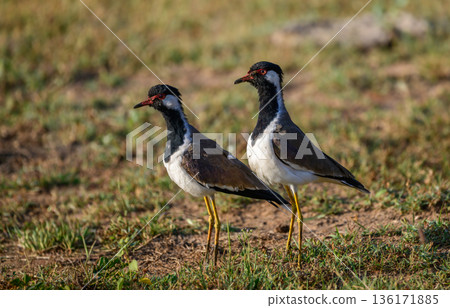 A pair of red-wattled lapwings stand alert on open grassland in Yala National Park, Sri Lanka 136171885