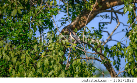Rosy Starling perches on a tree branch in Yala National Park Rosy Starling perches on a tree branch in Yala National Park 136171888
