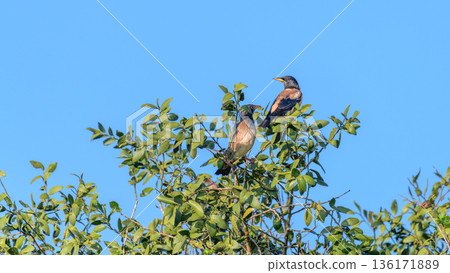 A pair of Rosy Starlings (Pastor roseus) perch on leafy treetops against a clear blue sky in Yala National Park 136171889