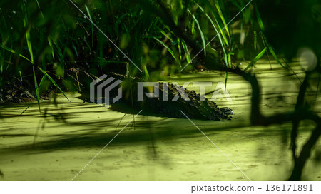 A mugger crocodile partially submerged in a moss-covered wetland pool surrounded by dense vegetation in Yala National Park, Sri Lanka 136171891