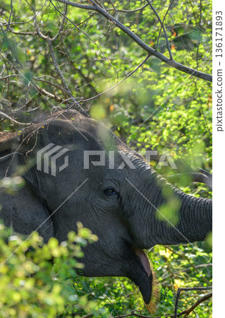 Asian elephant feeding among dense green foliage in the rich forest undergrowth habitat of Yala National Park 136171893