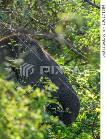 Asian elephant feeding among dense green foliage in the rich forest undergrowth habitat of Yala National Park 136171894