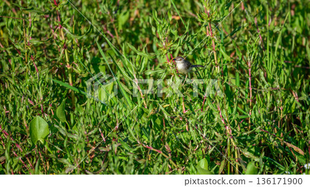 Plain Prinia perched among dense green vegetation in a freshwater marsh in Yala National Park, Sri Lanka 136171900