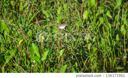 Plain Prinia perched among dense green vegetation in a freshwater marsh in Yala National Park, Sri Lanka Plain Prinia perched among dense green vegetation in a freshwater marsh in Yala National Park, Sri Lanka 136171901