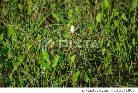 Plain Prinia perched among dense green vegetation in a freshwater marsh in Yala National Park, Sri Lanka Plain Prinia perched among dense green vegetation in a freshwater marsh in Yala National Park, Sri Lanka 136171902