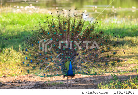 Indian peafowl courtship dance, fully fanned iridescent tail feathers on open grassland near a water body in Yala National Park, Sri Lanka Indian peafowl courtship dance, fully fanned iridescent tail feathers on open grassland near a water body in Yala National Park, Sri Lanka 136171905