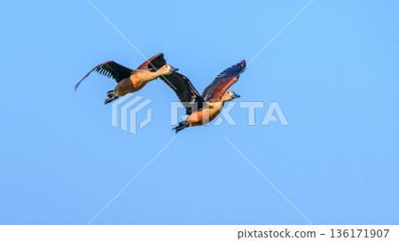 A pair of lesser whistling ducks (Dendrocygna javanica) fly in close formation against a clear blue sky in Yala National Park. 136171907