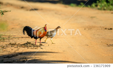 A male and female Sri Lankan junglefowl (Gallus lafayettii) forage together on a sunlit dirt track in dry-zone forest, natural behavior in Yala National Park 136171909