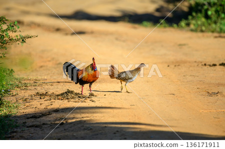 A male and female Sri Lankan junglefowl (Gallus lafayettii) forage together on a sunlit dirt track in dry-zone forest, natural behavior in Yala National Park A male and female Sri Lankan junglefowl (Gallus lafayettii) forage together on a sunlit dirt track in dry-zone forest, natural behavior in Yala National Park 136171911