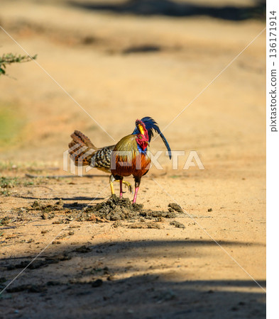 A male Sri Lankan junglefowl feeds on elephant dung on the dusty forest track in the dry-zone forest. Natural feeding behavior in Yala National Park A male Sri Lankan junglefowl feeds on elephant dung on the dusty forest track in the dry-zone forest. Natural feeding behavior in Yala National Park 136171914