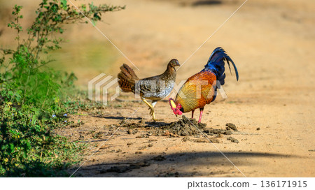 A male and female Sri Lankan junglefowl (Gallus lafayettii) forage together on a sunlit dirt track in dry-zone forest, natural behavior in Yala National Park A male and female Sri Lankan junglefowl (Gallus lafayettii) forage together on a sunlit dirt track in dry-zone forest, natural behavior in Yala National Park 136171915