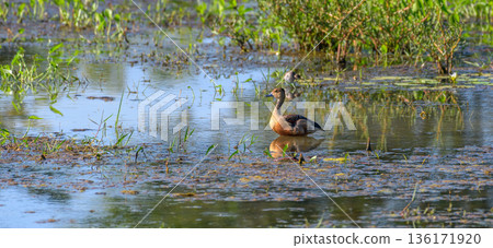 A lesser whistling duck floats in a shallow wetland pond surrounded by aquatic vegetation in the Yala National Park 136171920