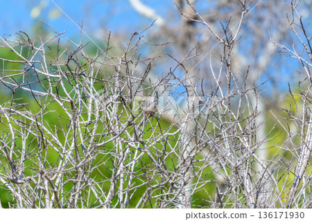 Dry, leafless tree branches against a soft green forest background under a clear blue sky 136171930