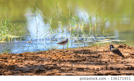 Redshank foraging along a muddy water edge with a red-wattled lapwing nearby 136171931