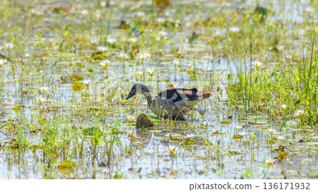Female Knob-Billed Duck gliding through a freshwater wetland marsh with lush green aquatic plants at Yala National Park 136171932