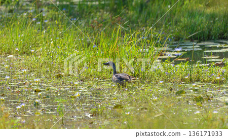 Female Knob-Billed Duck gliding through a freshwater wetland marsh with lush green aquatic plants at Yala National Park Female Knob-Billed Duck gliding through a freshwater wetland marsh with lush green aquatic plants at Yala National Park 136171933