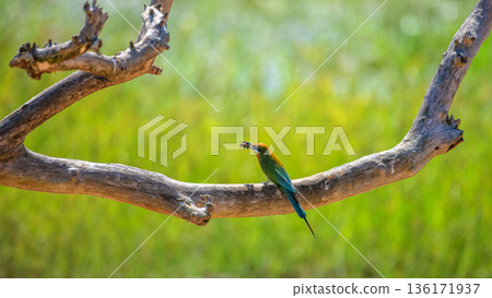A bee-eater bird feeds on a wasp while perched against a soft green grassland background in Yala National Park, Sri Lanka A bee-eater bird feeds on a wasp while perched against a soft green grassland background in Yala National Park, Sri Lanka 136171937