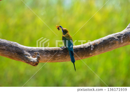 A bee-eater bird feeds on a wasp while perched against a soft green grassland background in Yala National Park, Sri Lanka A bee-eater bird feeds on a wasp while perched against a soft green grassland background in Yala National Park, Sri Lanka 136171939